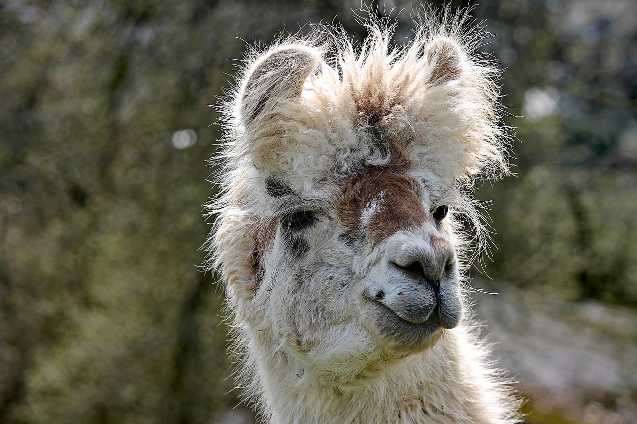 lama  head  portrait free photo