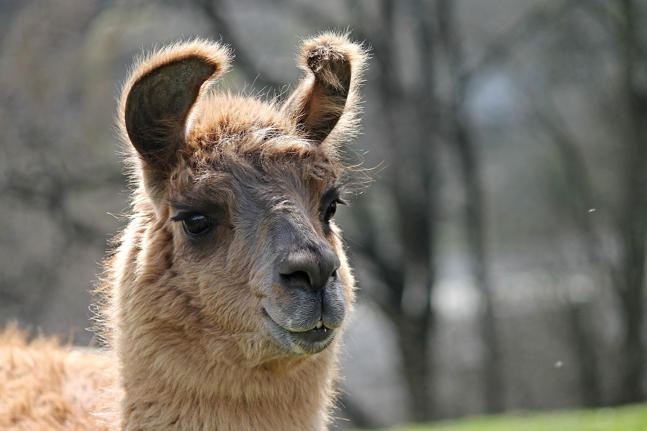 lama  head  portrait free photo