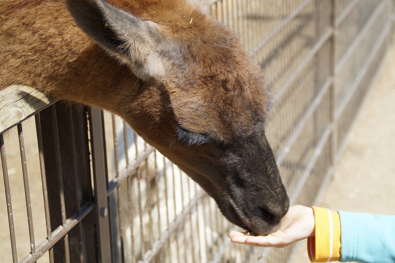 lama eat feed free photo