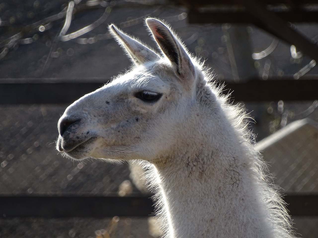 lama  animal  zoo free photo