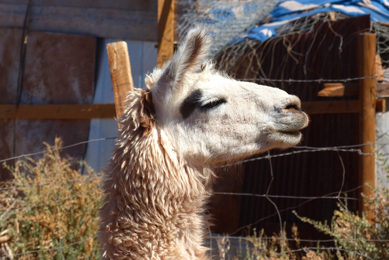 lama  animal  peru free photo