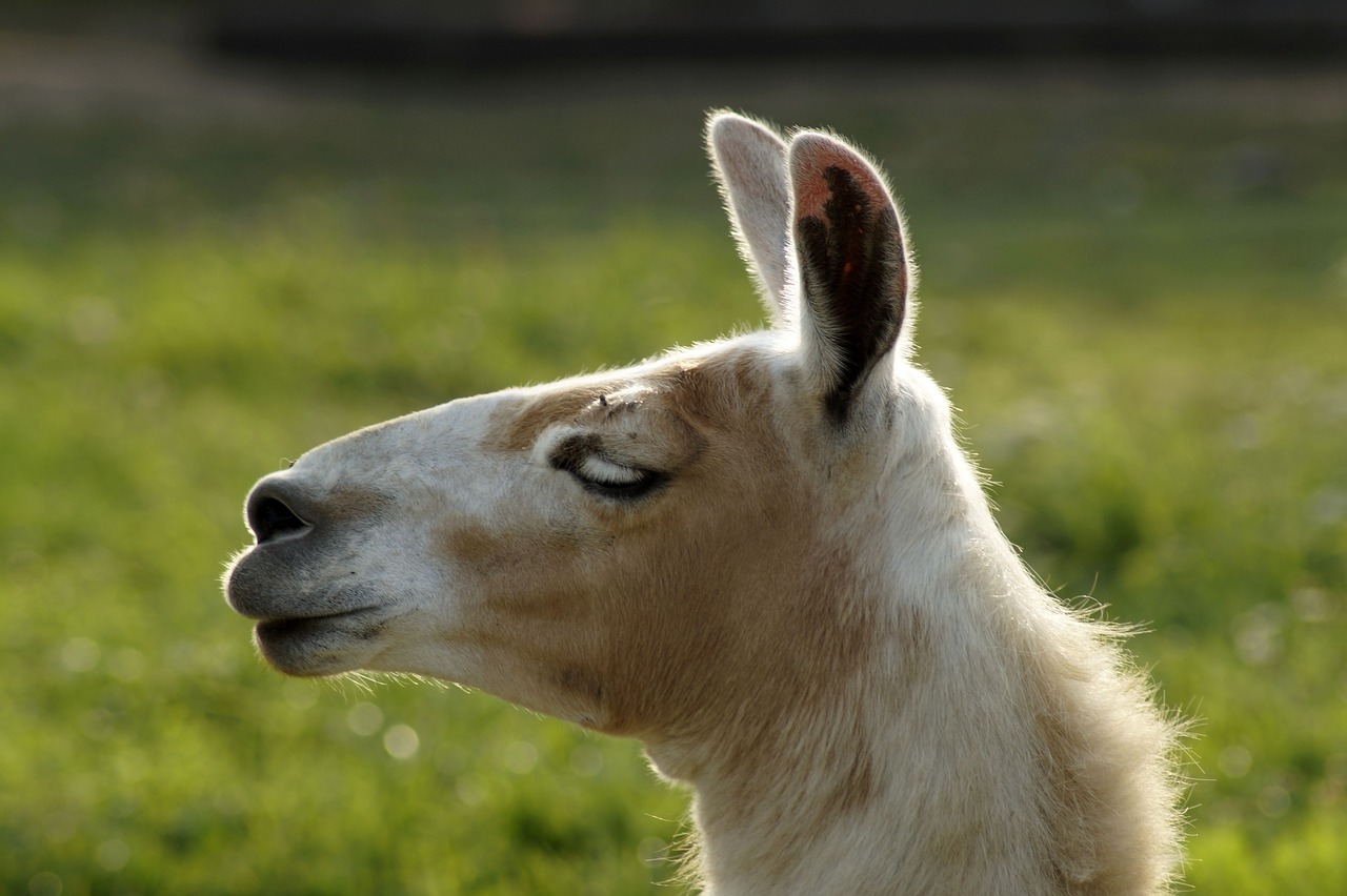 lama  lama head  head free photo