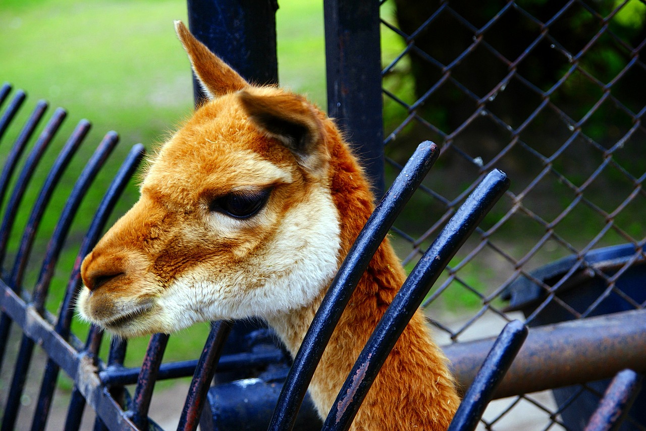 lama animal fauna free photo
