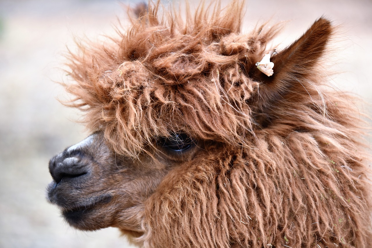 lama  america  alpaca free photo