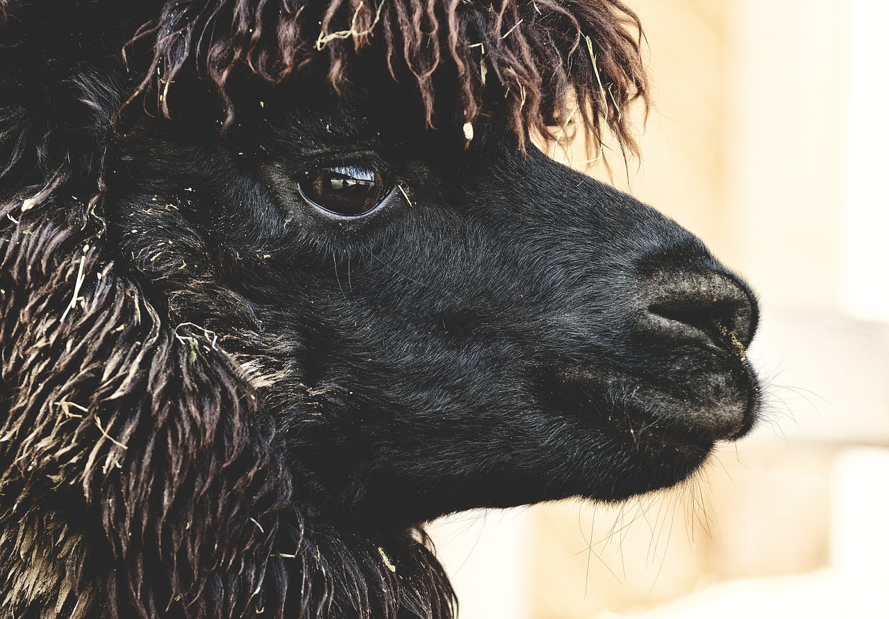 lama  head  black free photo