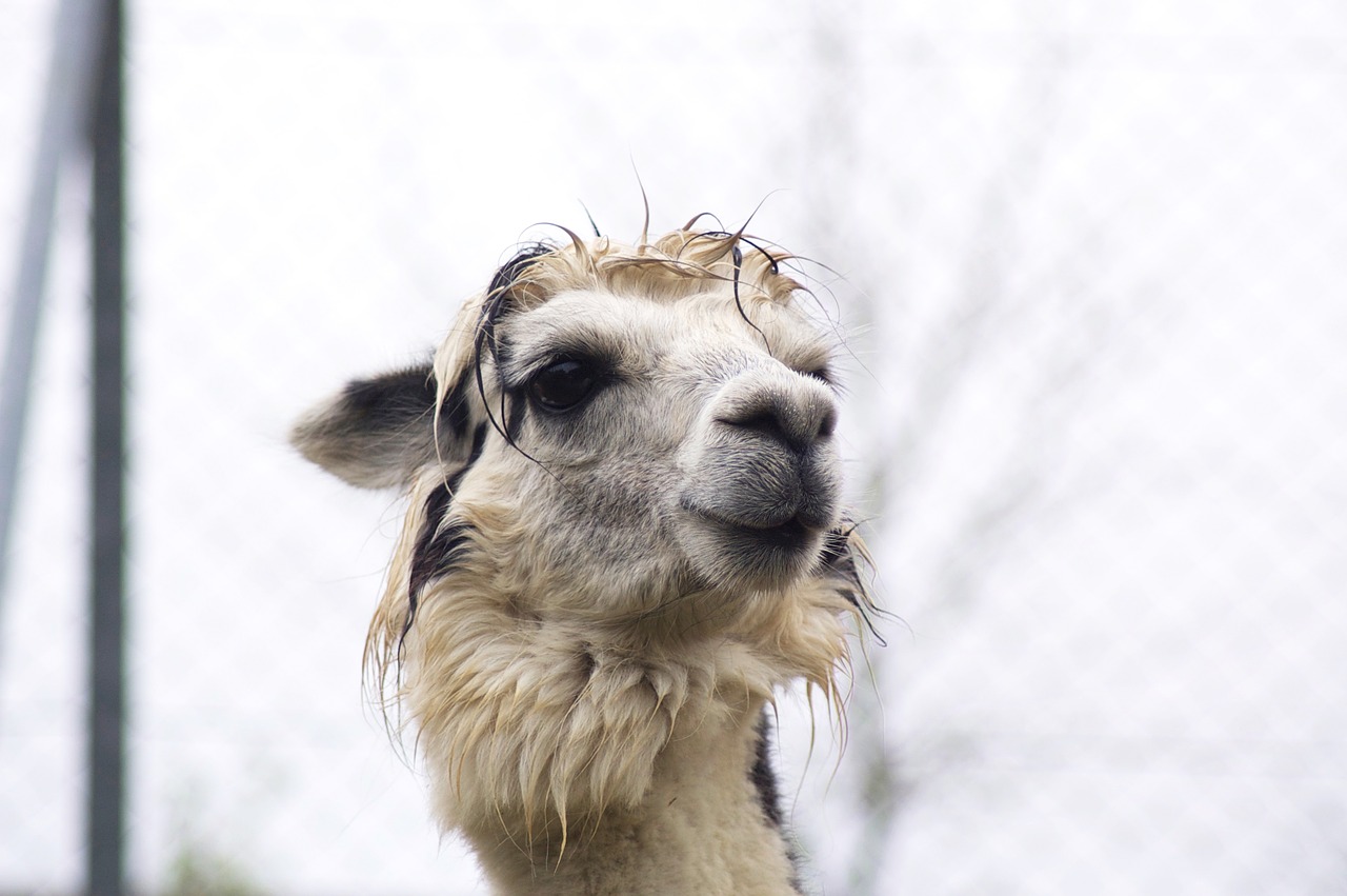 lama  animals  alpaca free photo