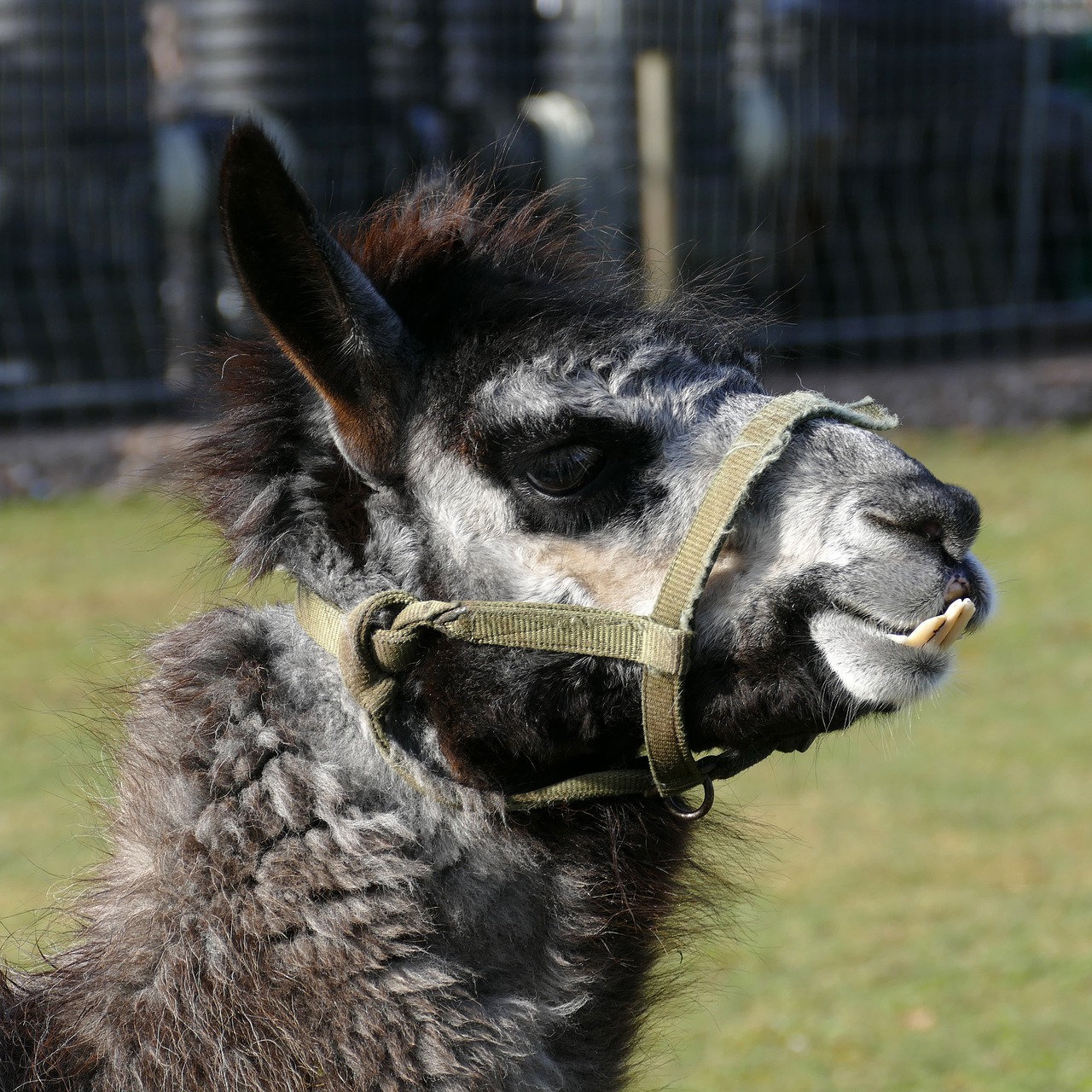 lama  mammal  beast of burden free photo