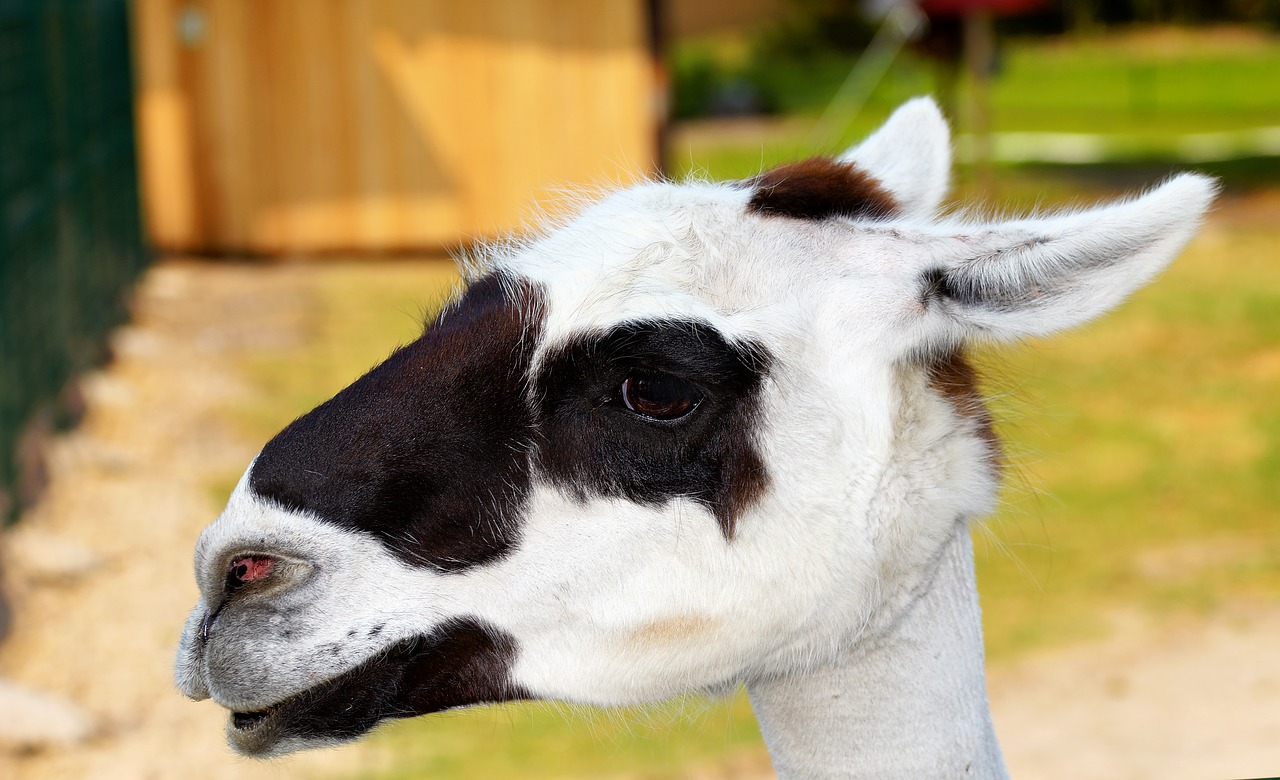 lama  head  portrait free photo