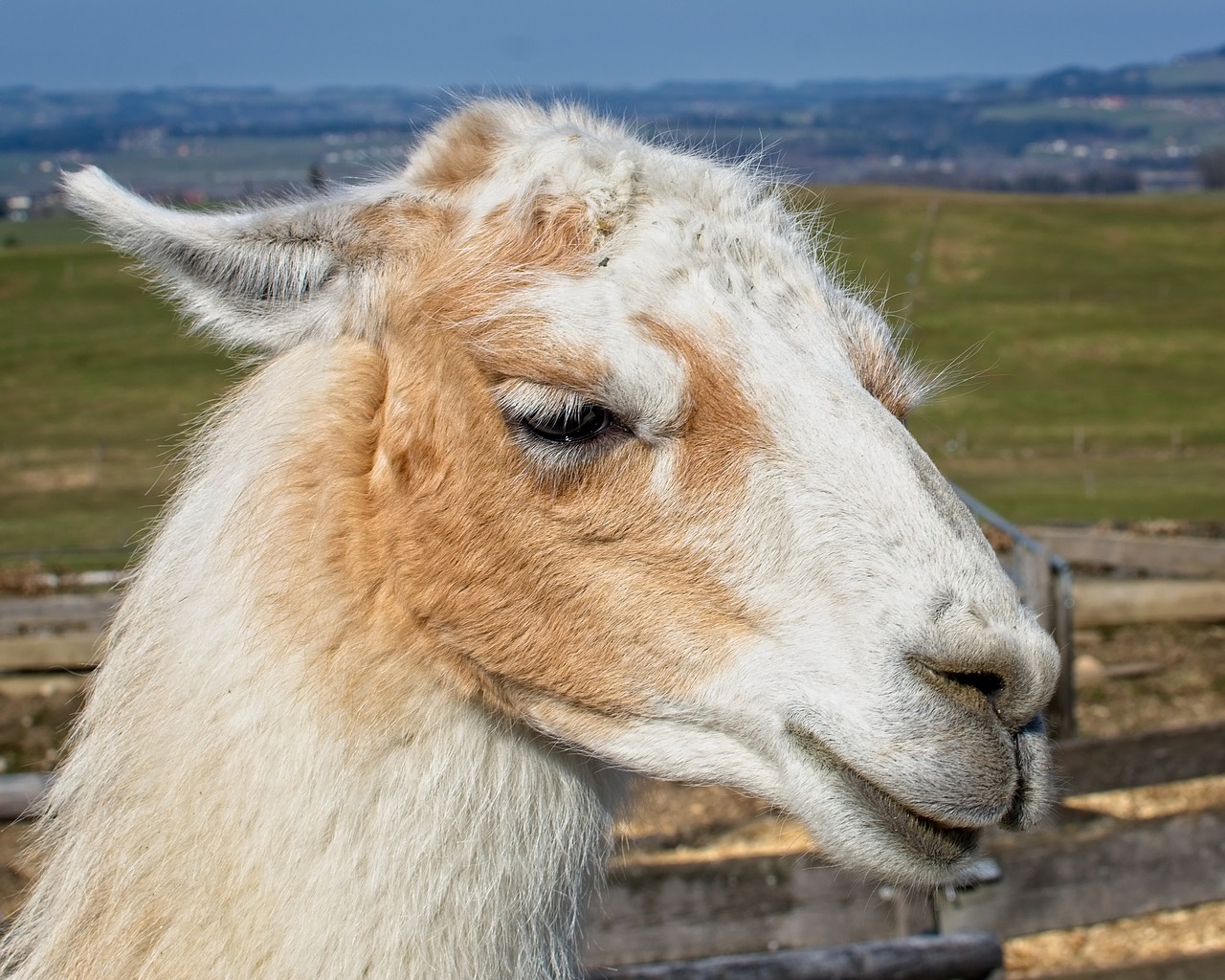 lama  head  animal free photo