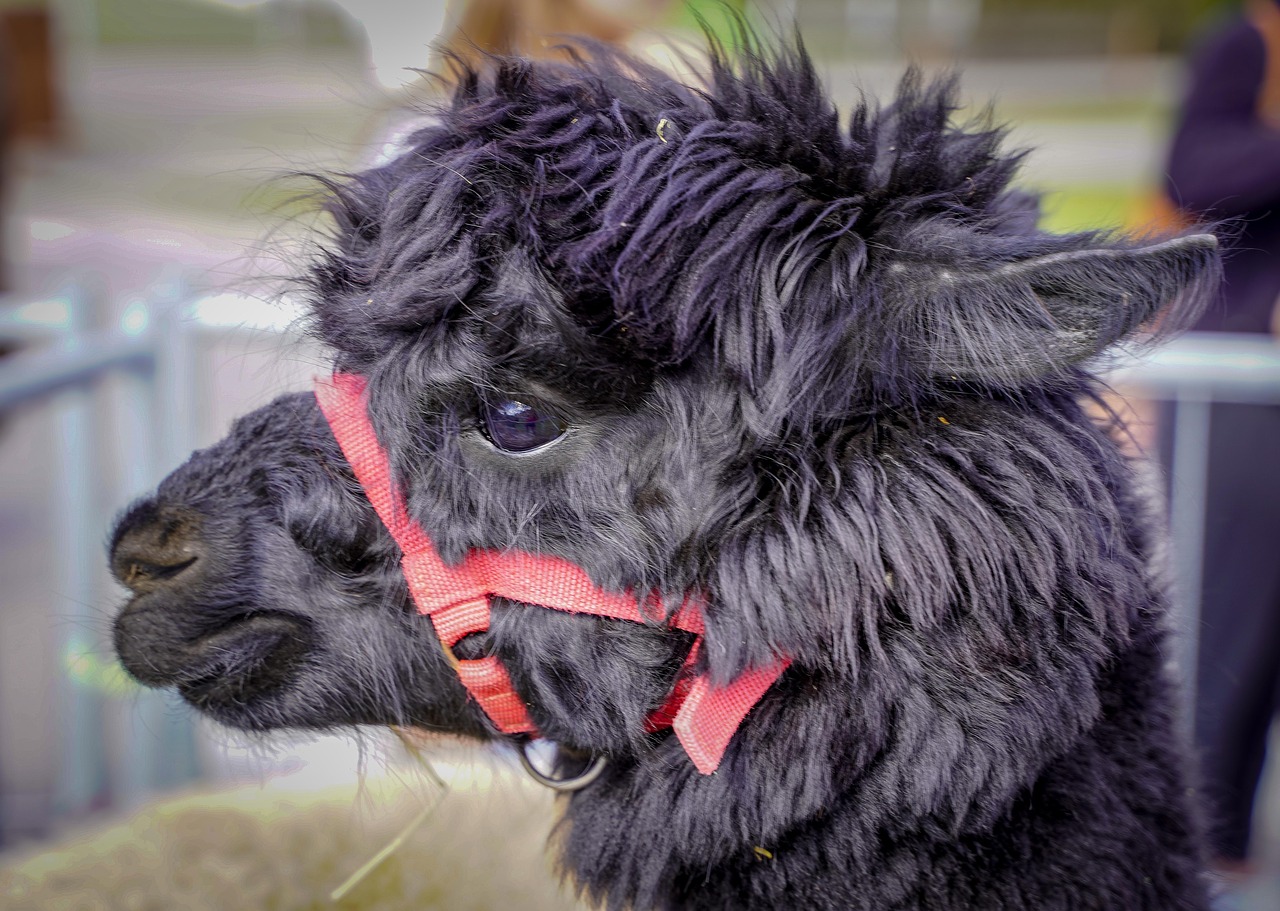 lama  alpaca  black free photo