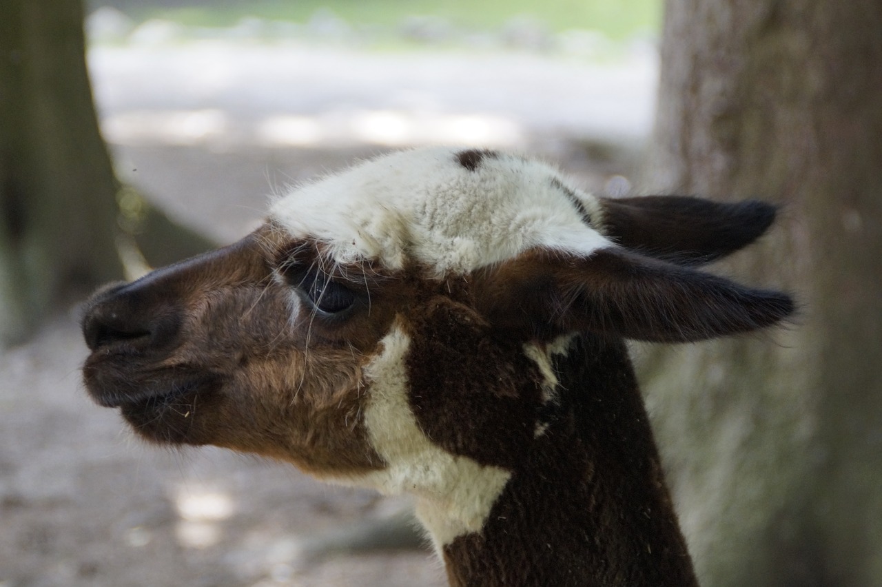 lama head animal free photo