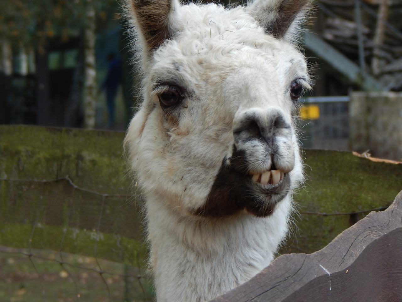 lama animal head free photo