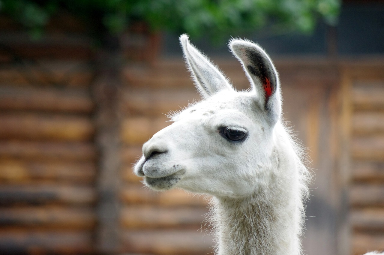 lama zoo kaliningrad free photo