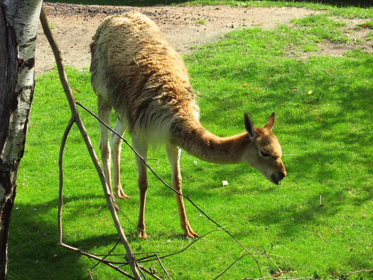 lama animal summer free photo