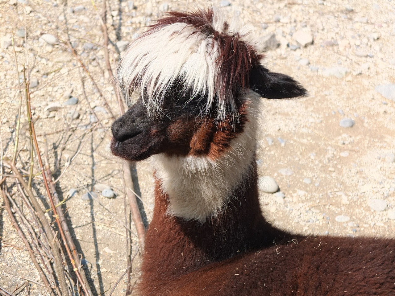 lama alpaca hair free photo