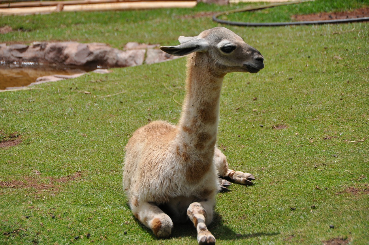 lama andes inca free photo