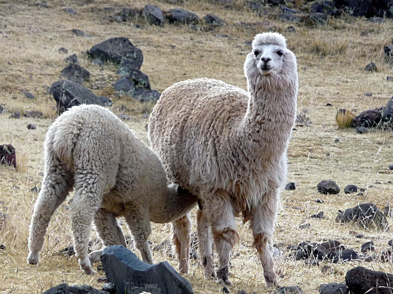 lama alpaca peru free photo