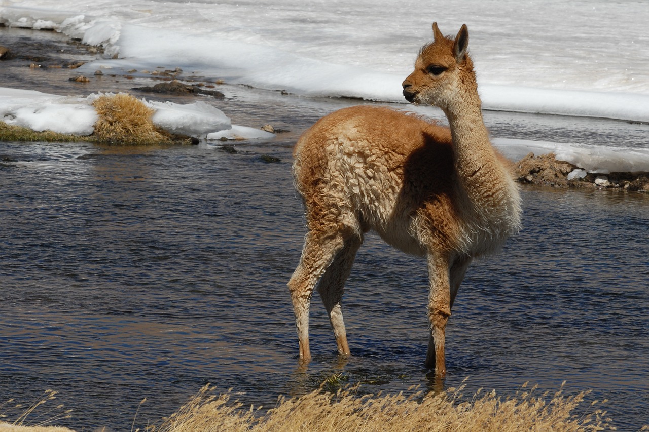 lama chile andes free photo