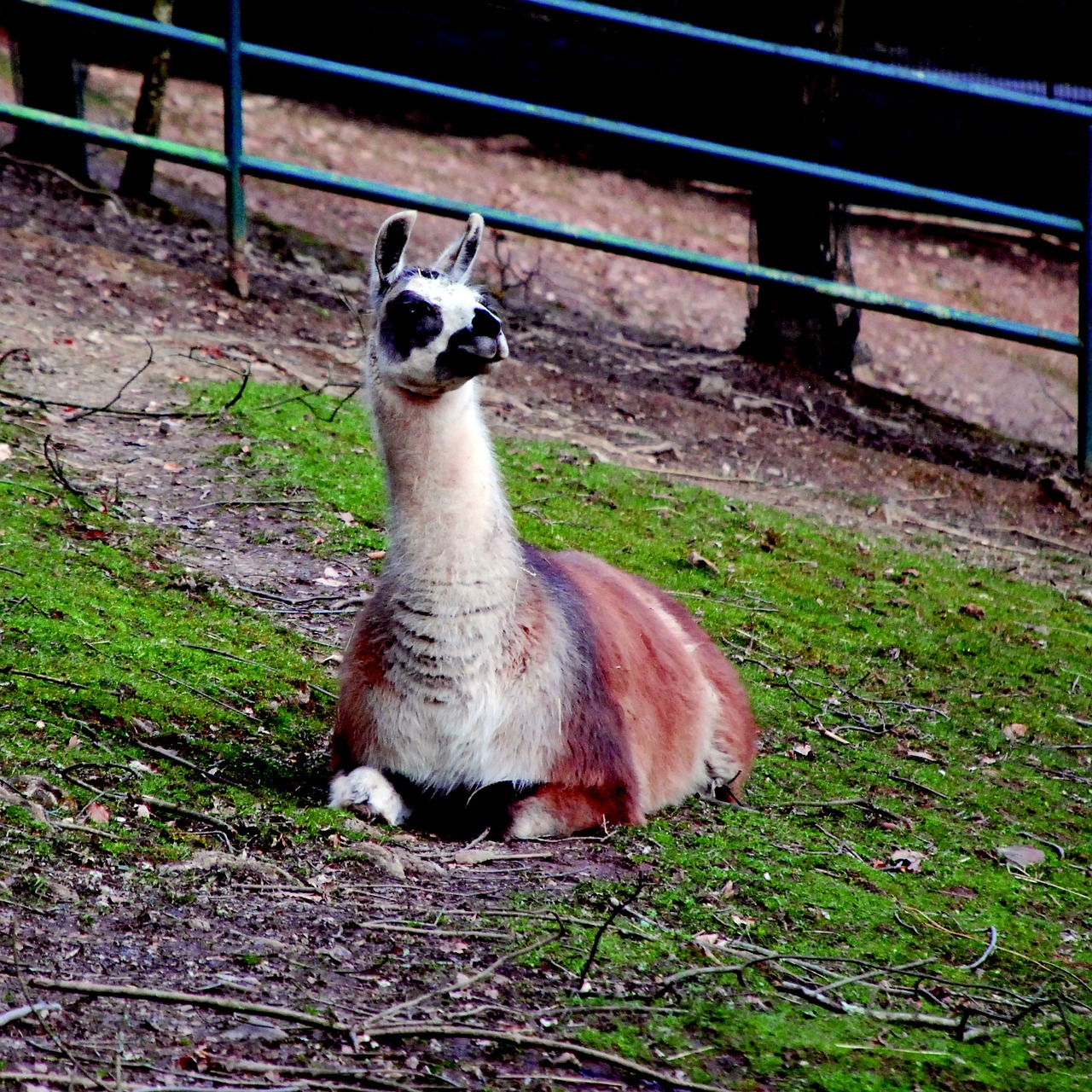 lama zoo animal world free photo