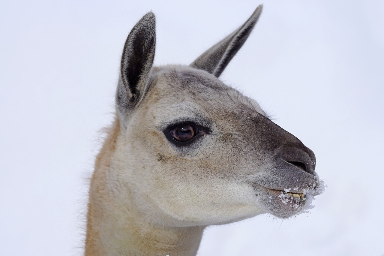 lama andes guanaco free photo