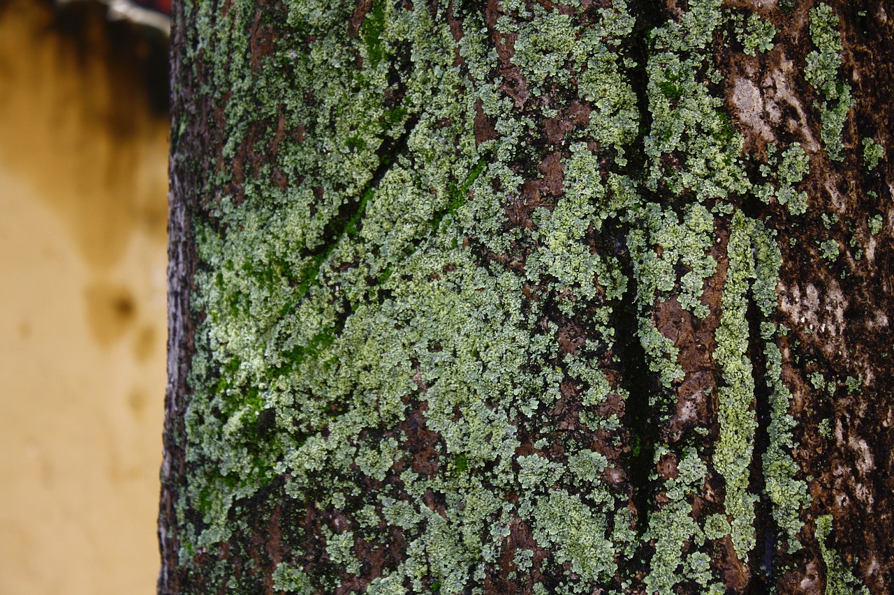 lama tree bark free photo