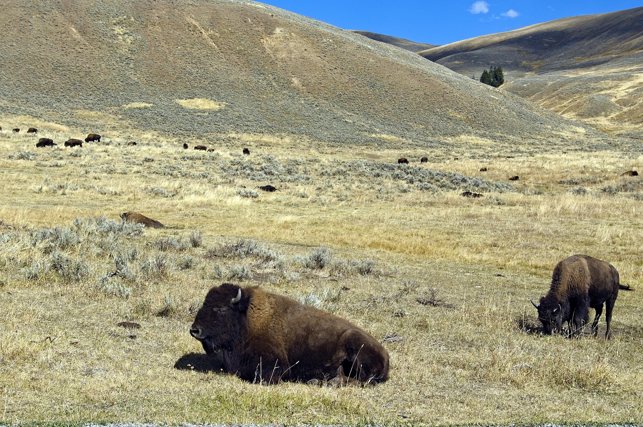 lamar valley bison  bison  buffalo free photo