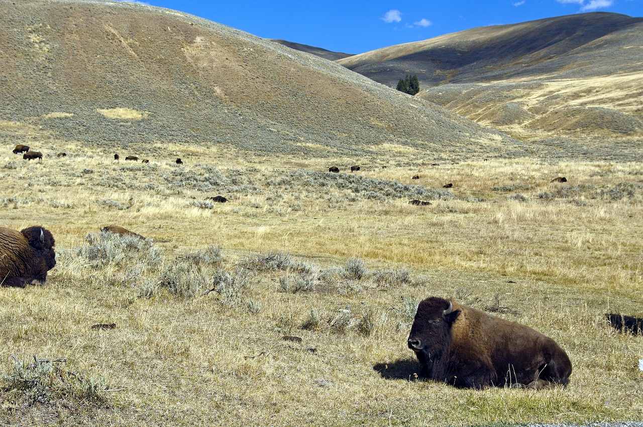 lamar valley buffalo  bison  buffalo free photo