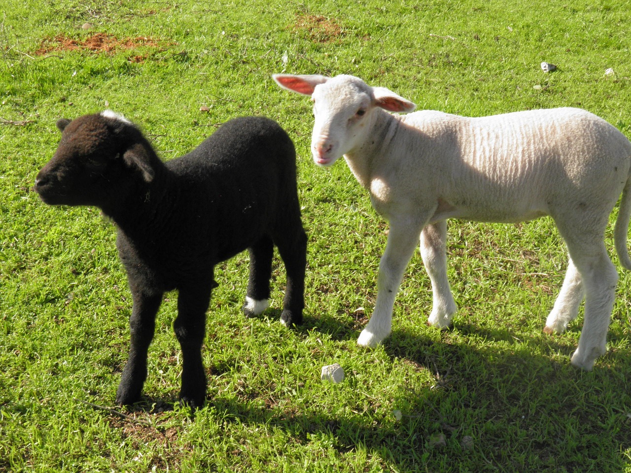 lamb black and white sheep free photo