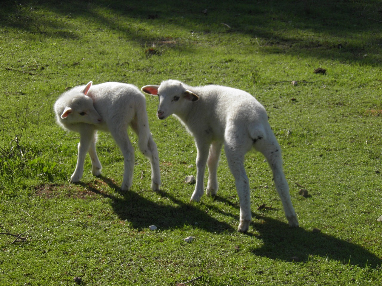 lamb sheep spring free photo