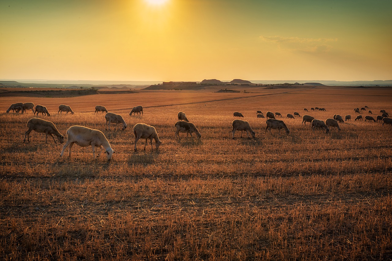 lamb animals animal free photo