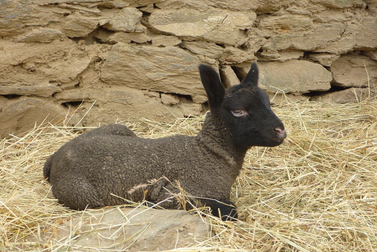 lamb clunforest free pictures free photo