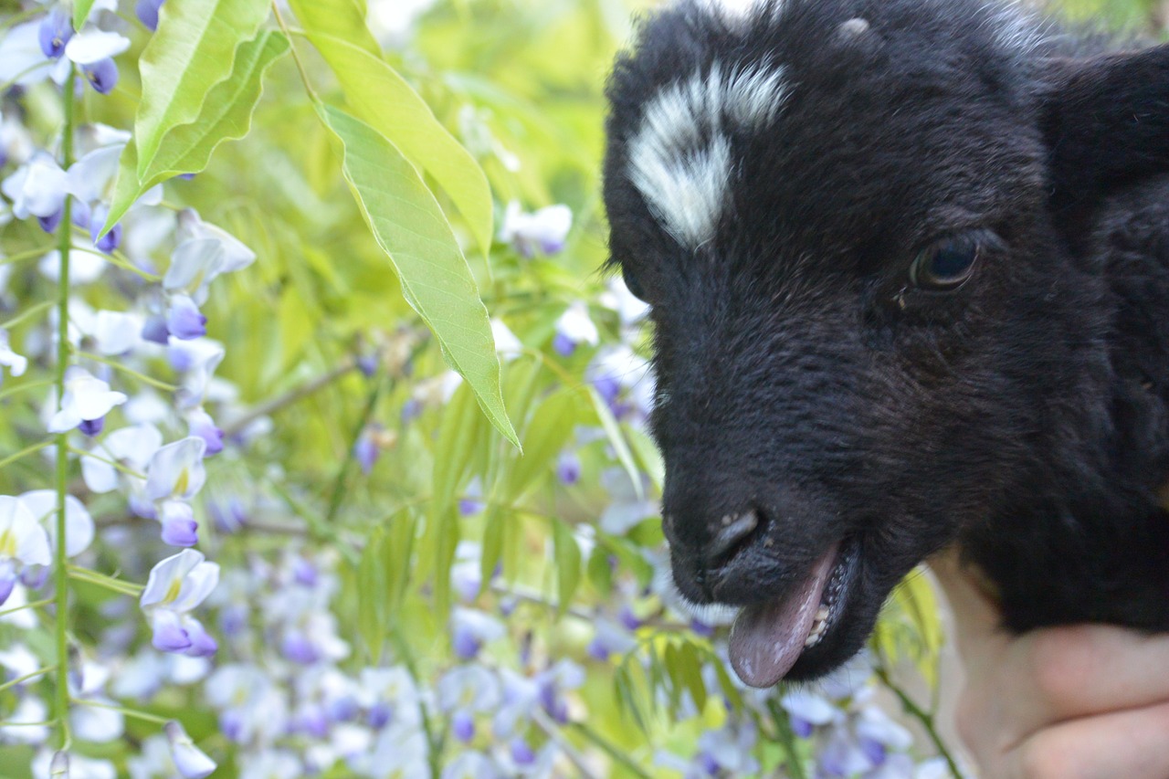 lamb wisteria nature free photo