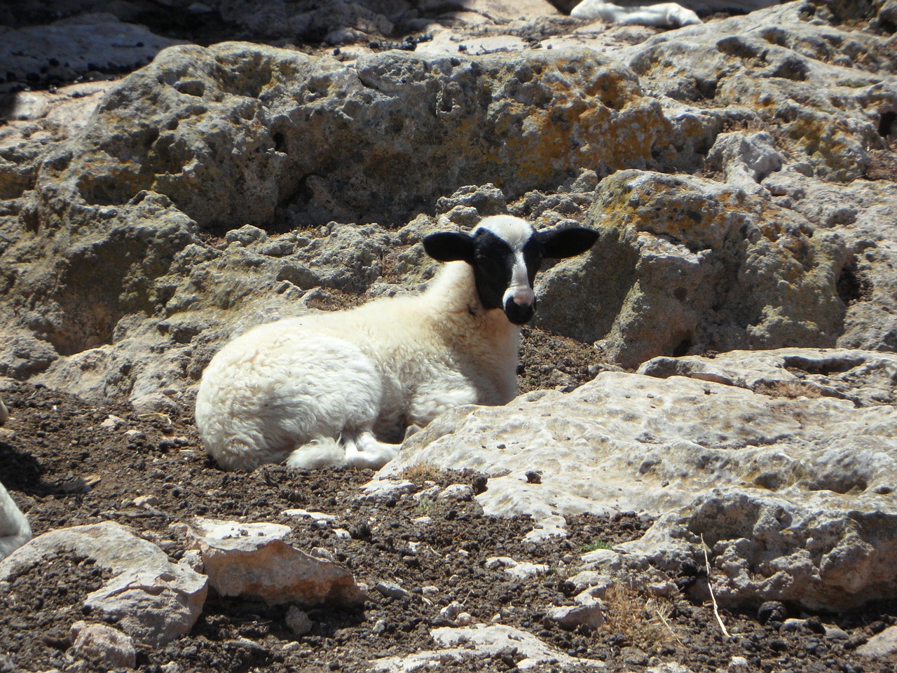 lamb sheep animal free photo
