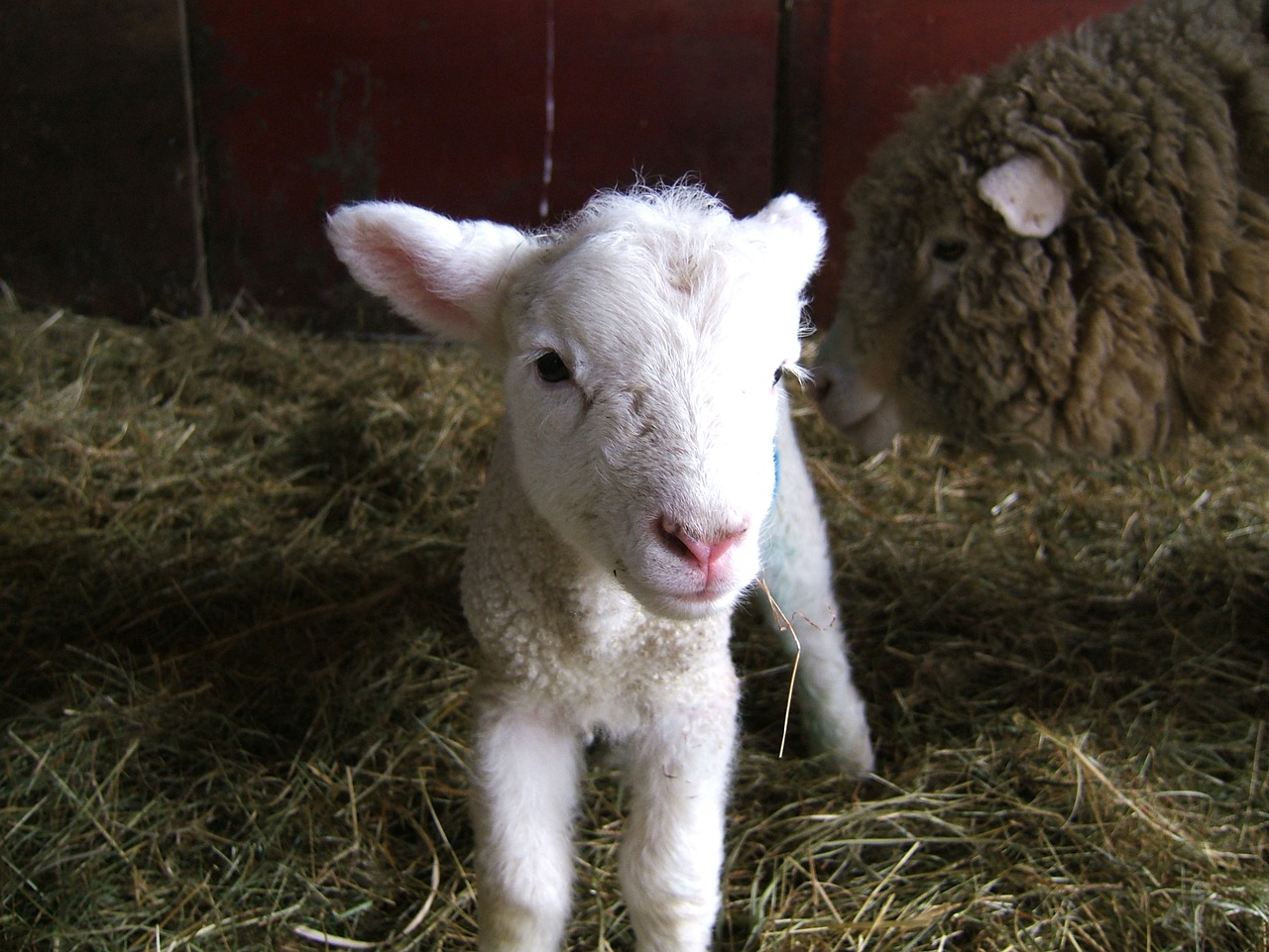 lamb sheep farm free photo