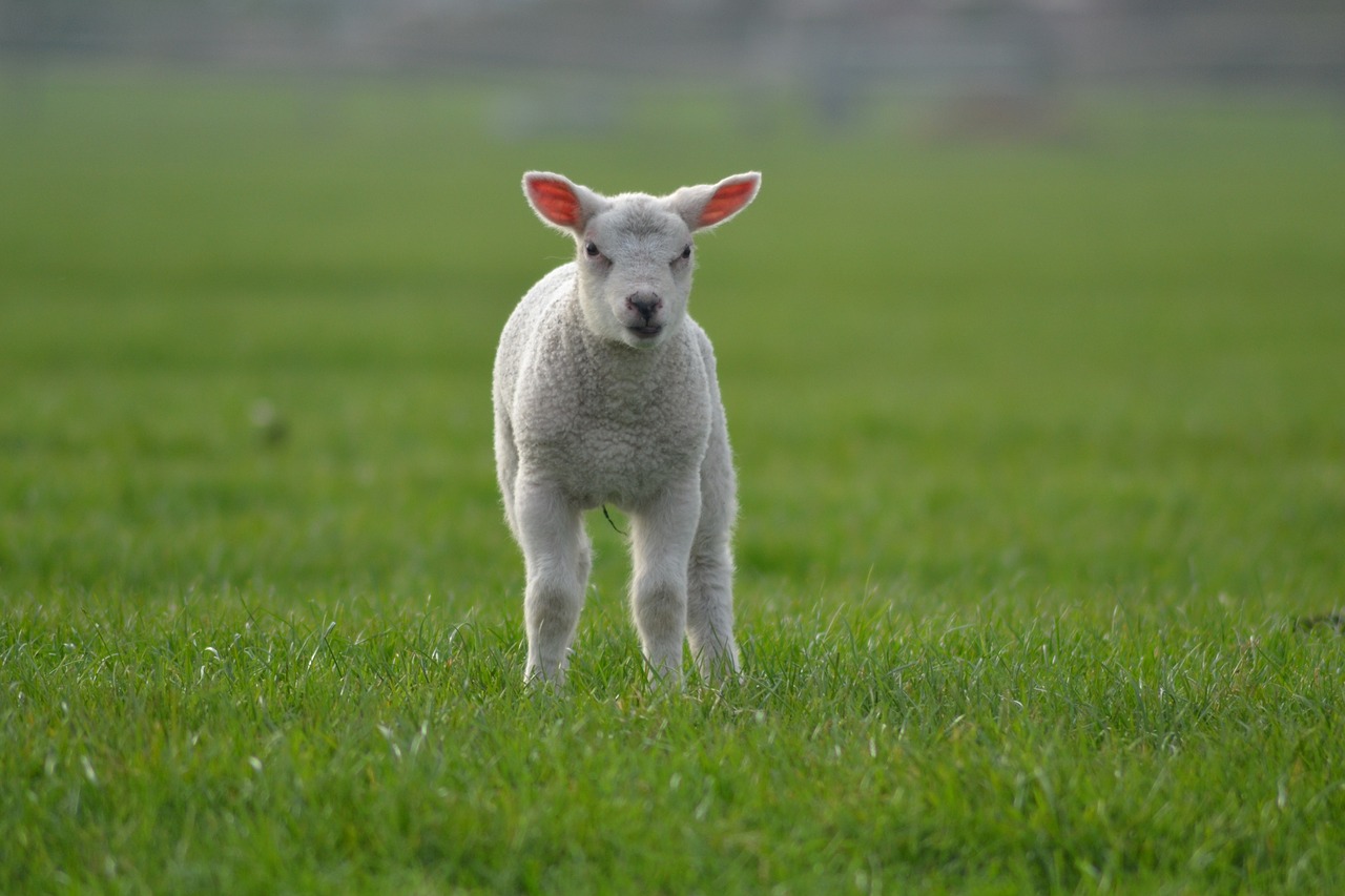 lamb sheep farm free photo
