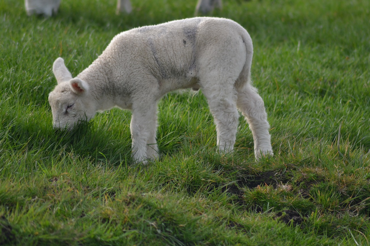 lamb farm sheep free photo