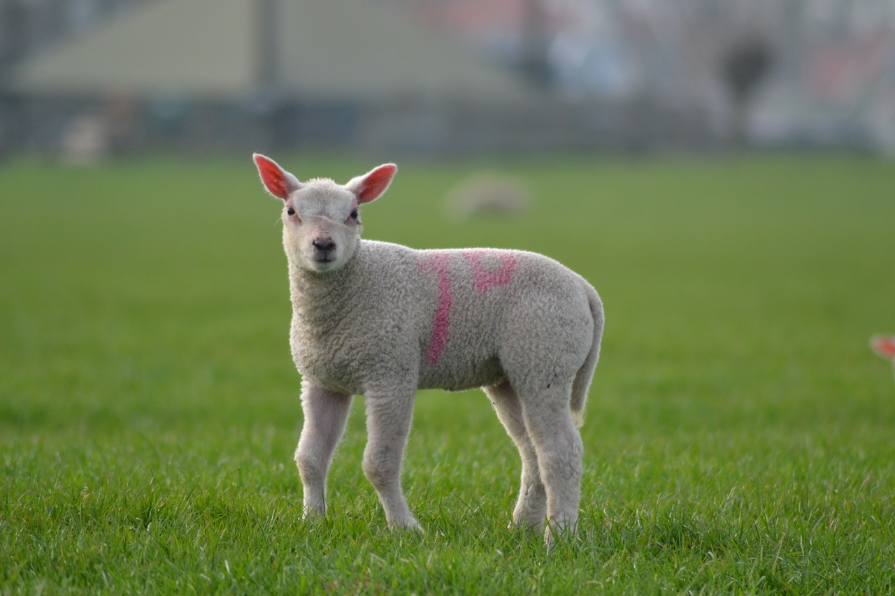 lamb sheep farm free photo