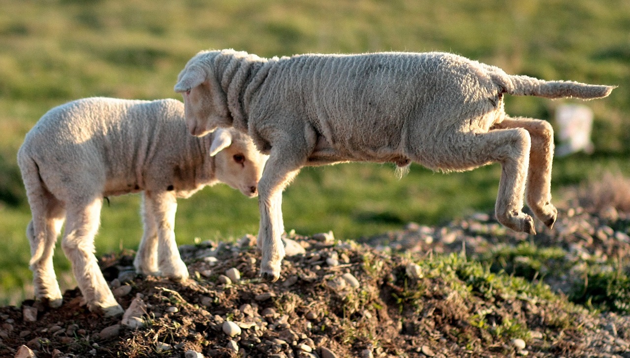 lamb the flock play free photo