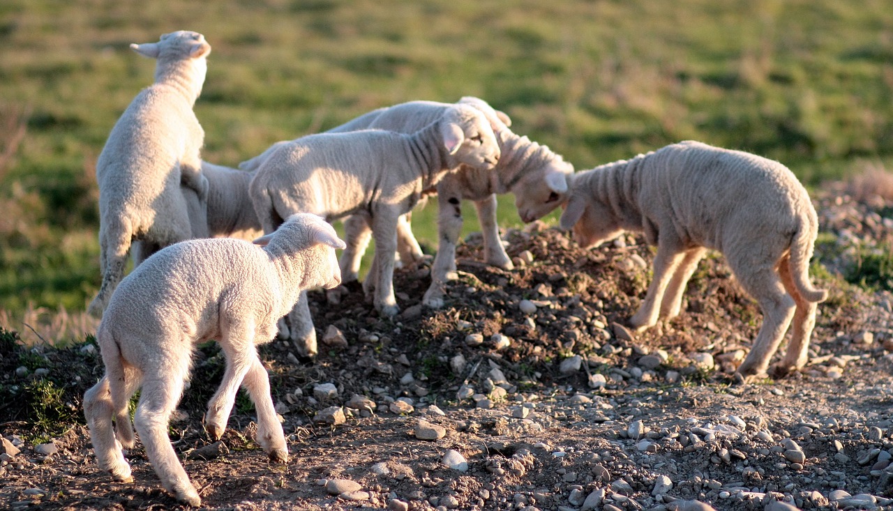 lamb the flock play free photo