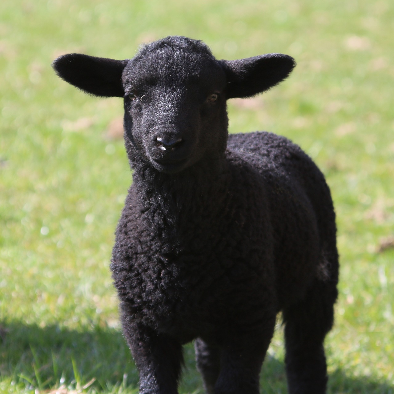 lamb sheep field free photo