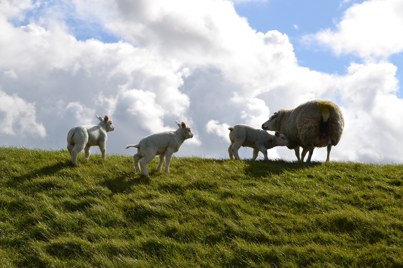 lamb farm sheep free photo