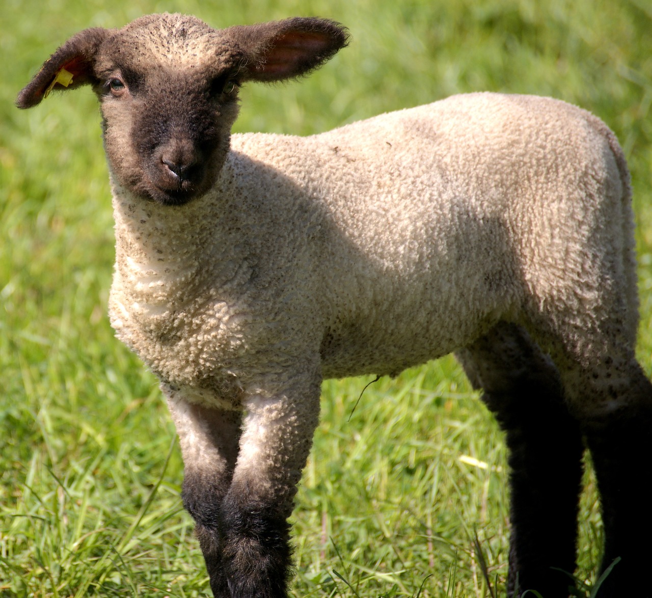 lamb sheep young animal free photo