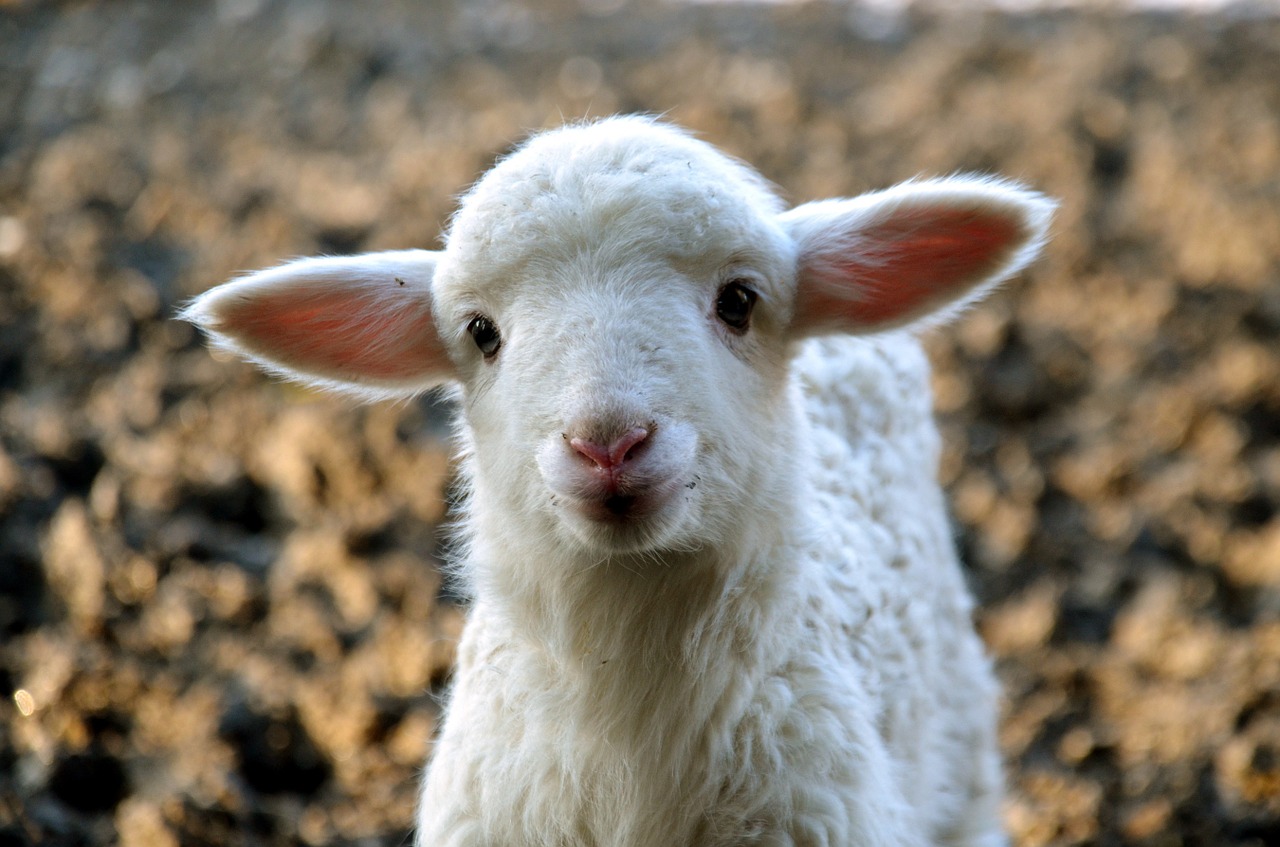 lamb cute fauna free photo