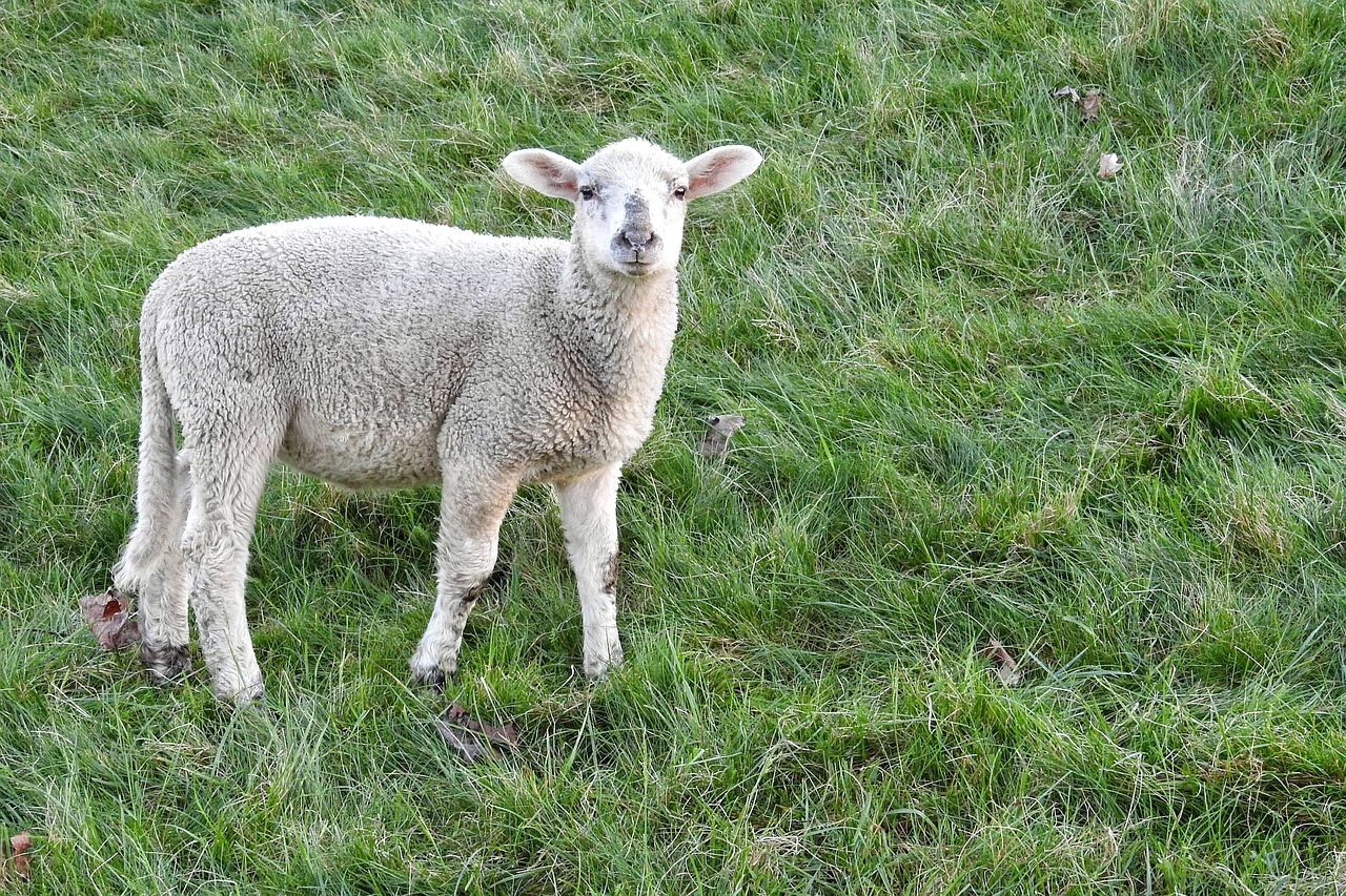 lamb sheep schäfchen free photo