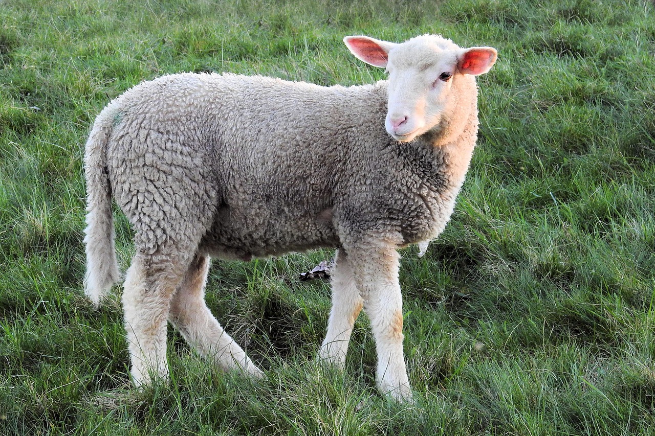 lamb sheep schäfchen free photo