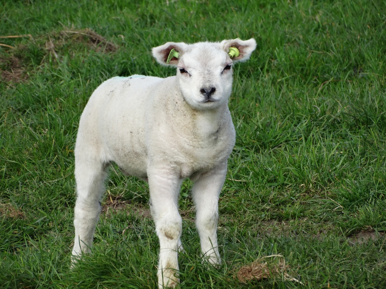 lamb texel sheep free photo