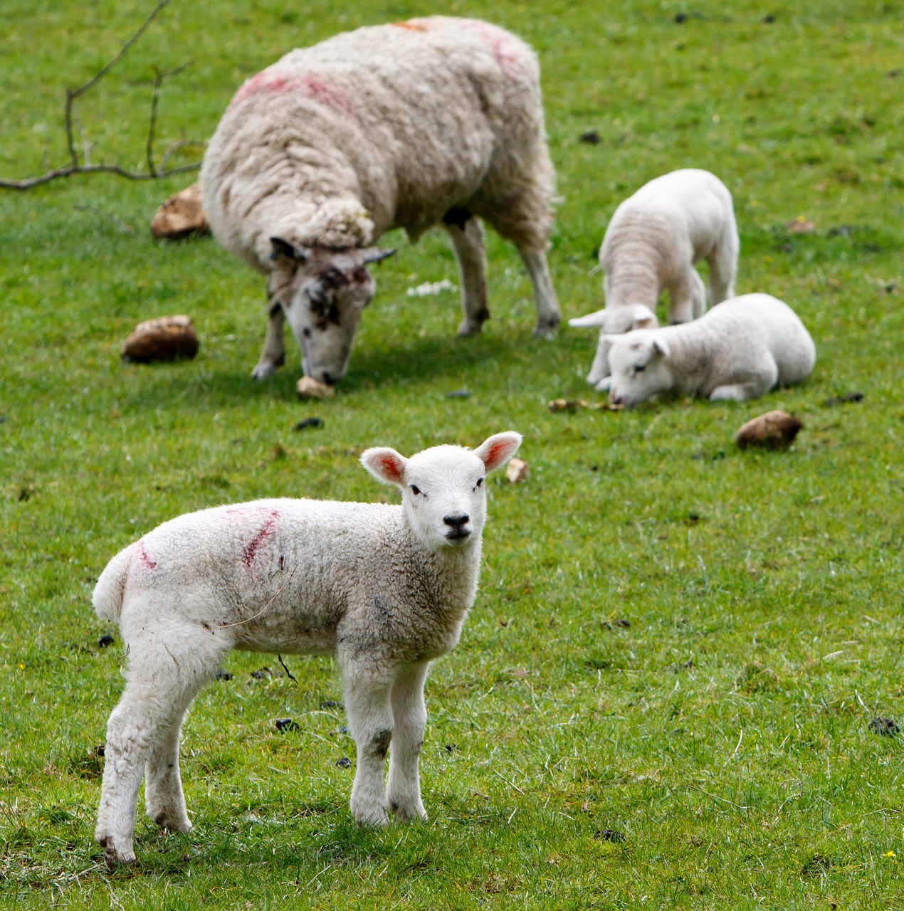 lamb sheep wool free photo
