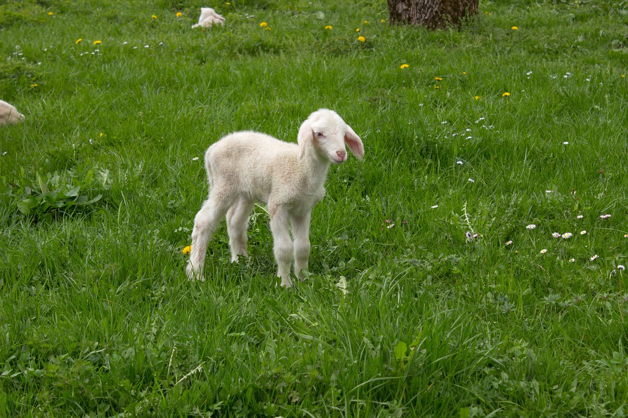 lamb spring meadow free photo
