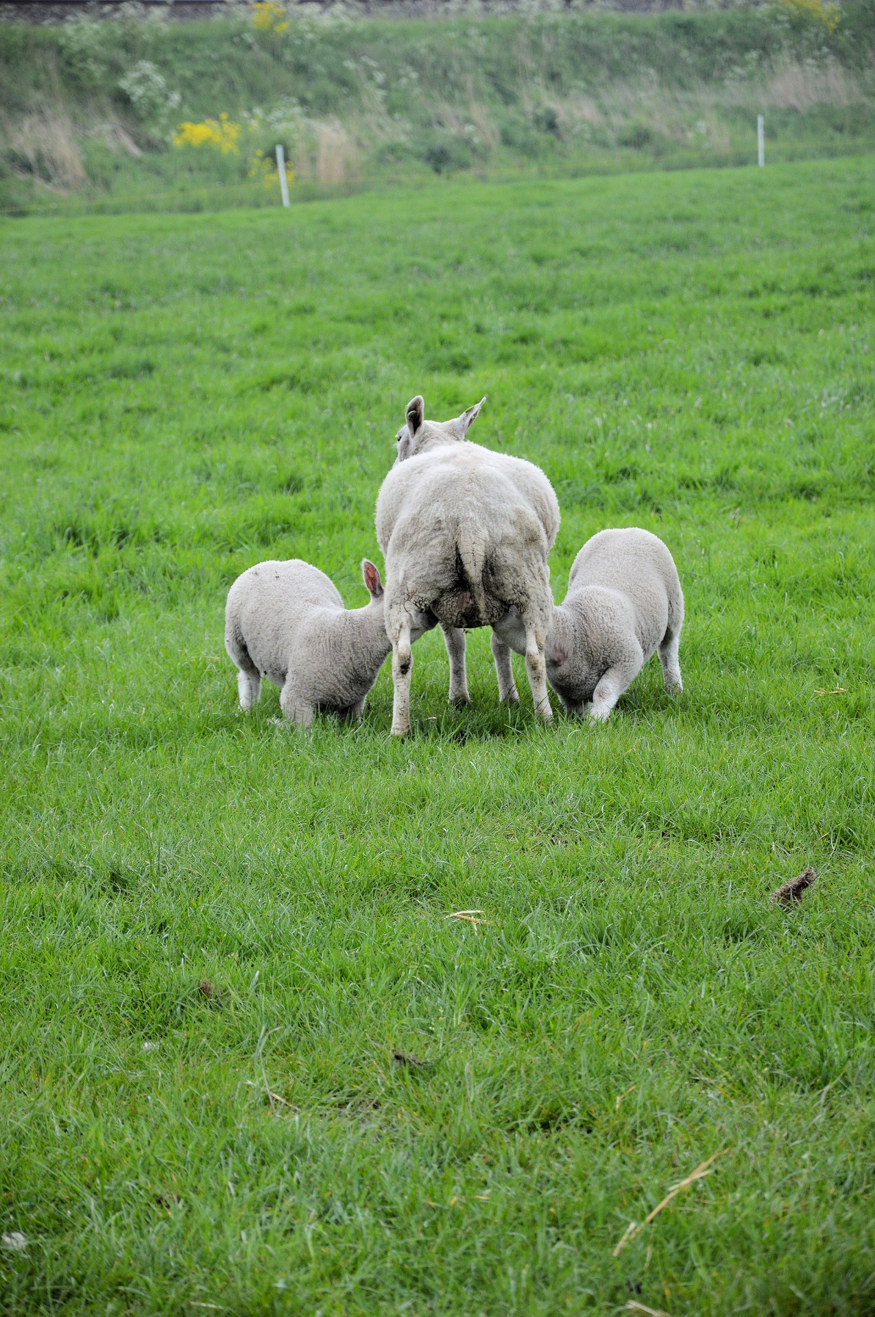 lamb sheep nature free photo