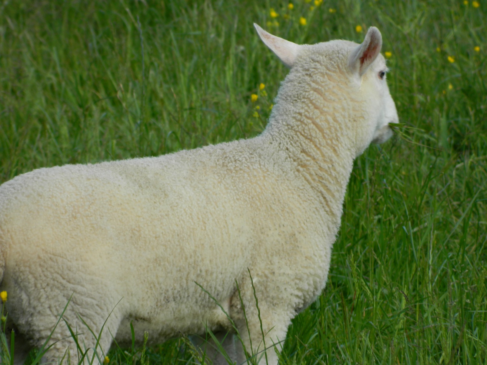 lamb sheep animal free photo